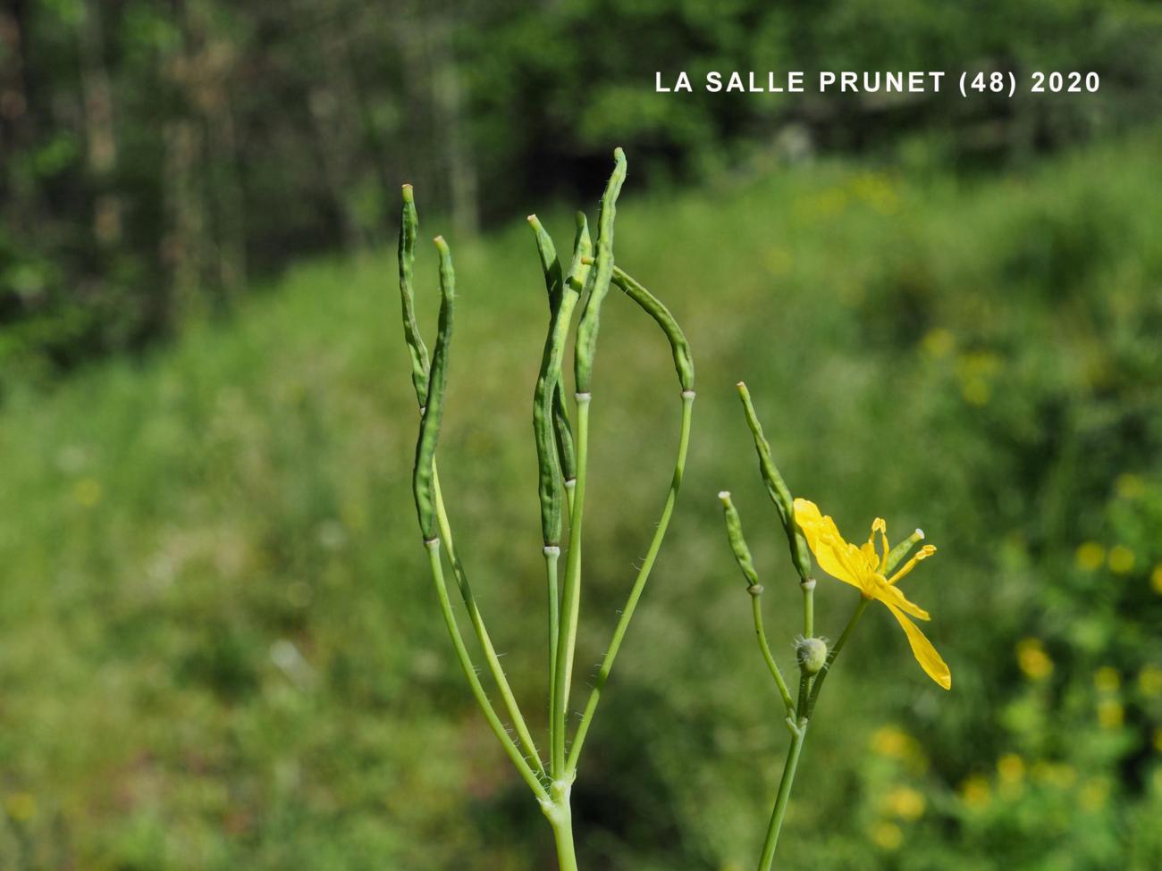 Celandine, Greater fruit